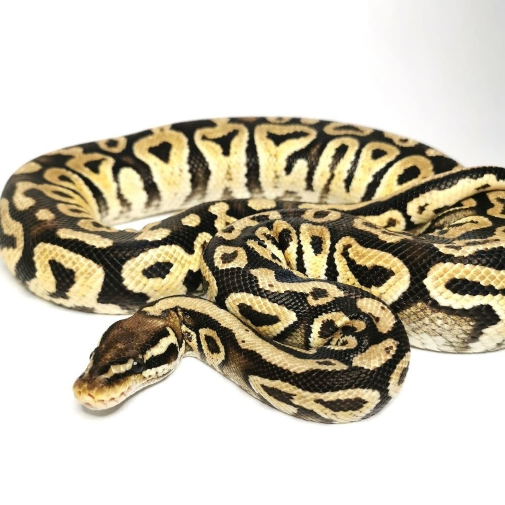 Juvenile Male Pastel Ball Python