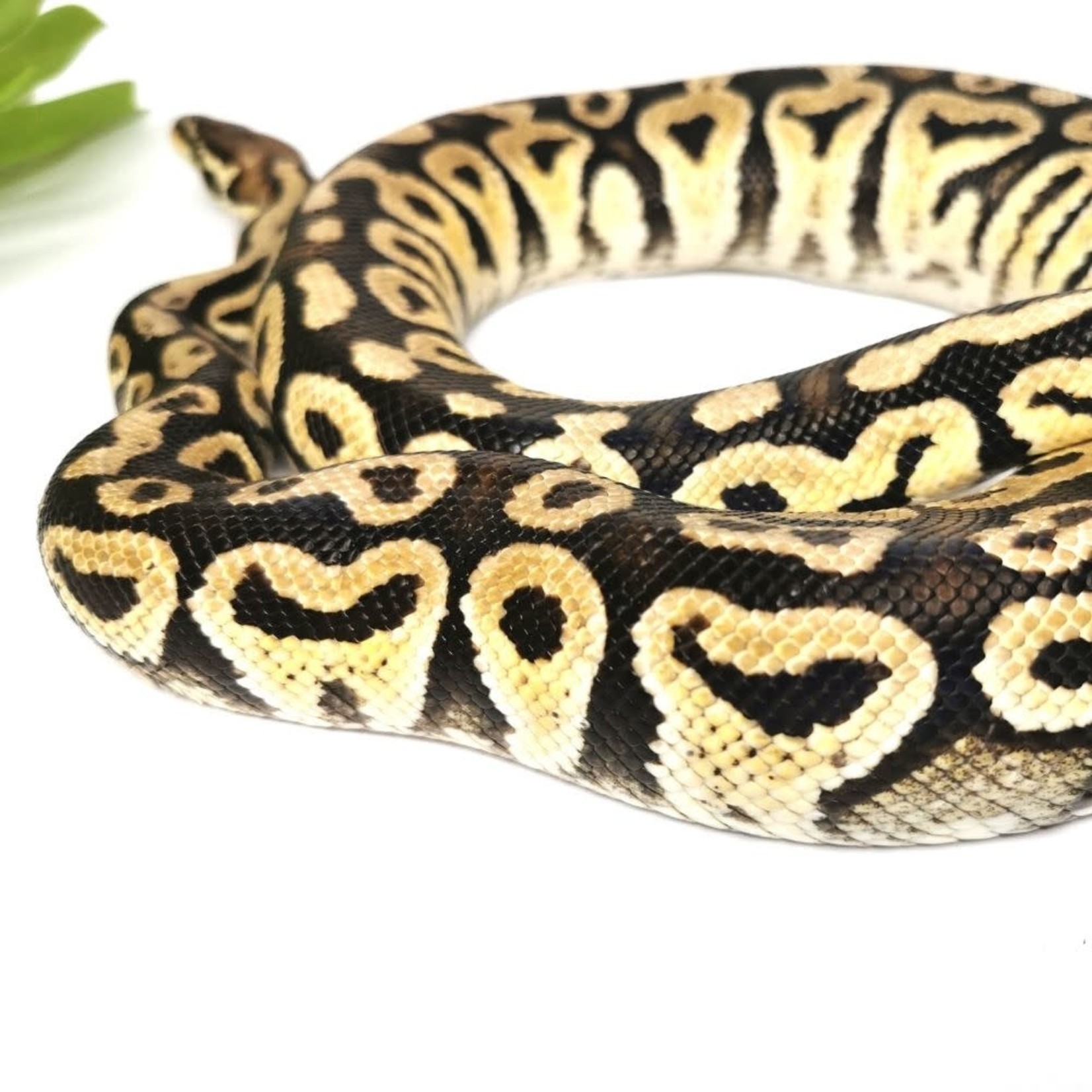 Juvenile Male Pastel Ball Python