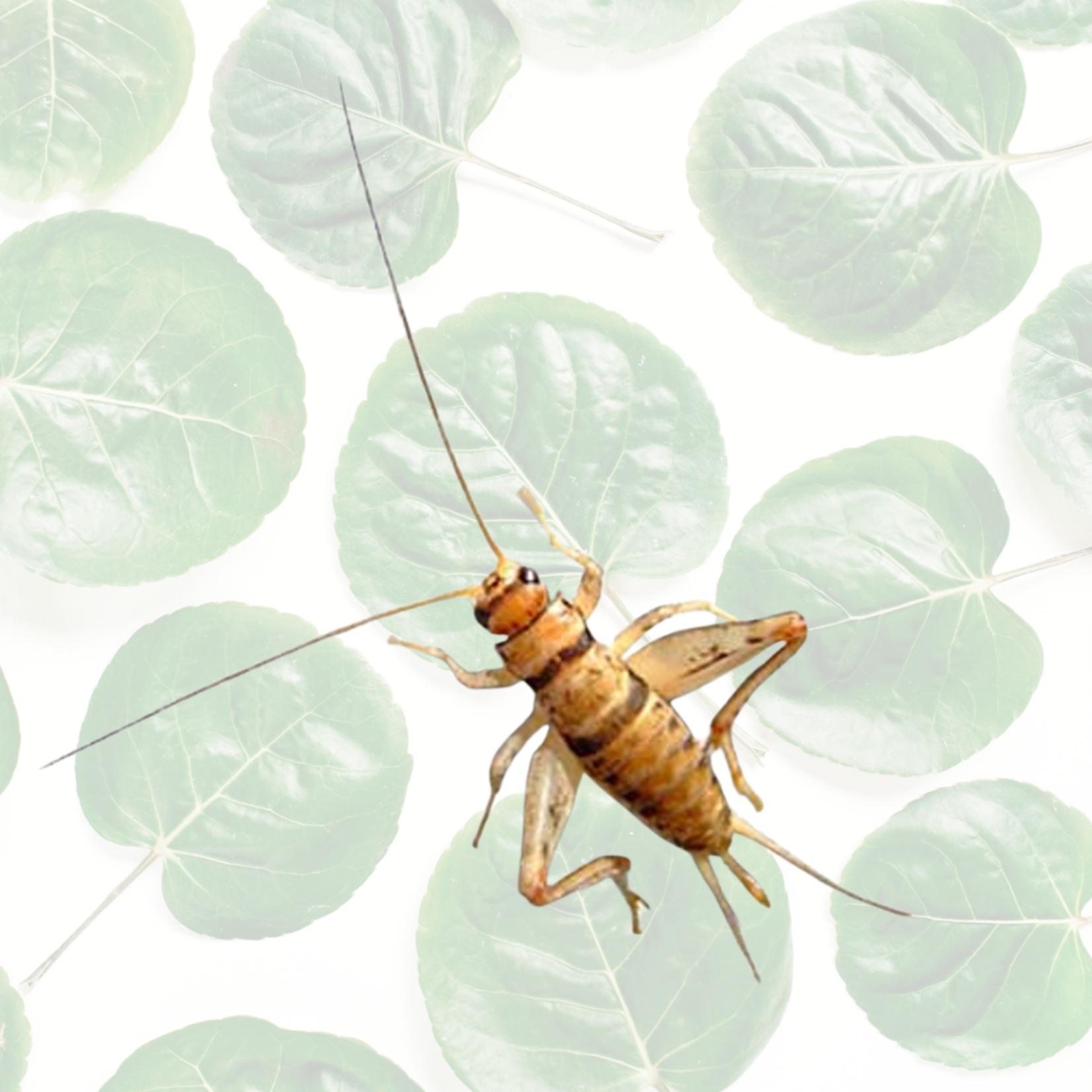 Live Crickets (1 Dozen)