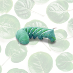 Live Hornworms