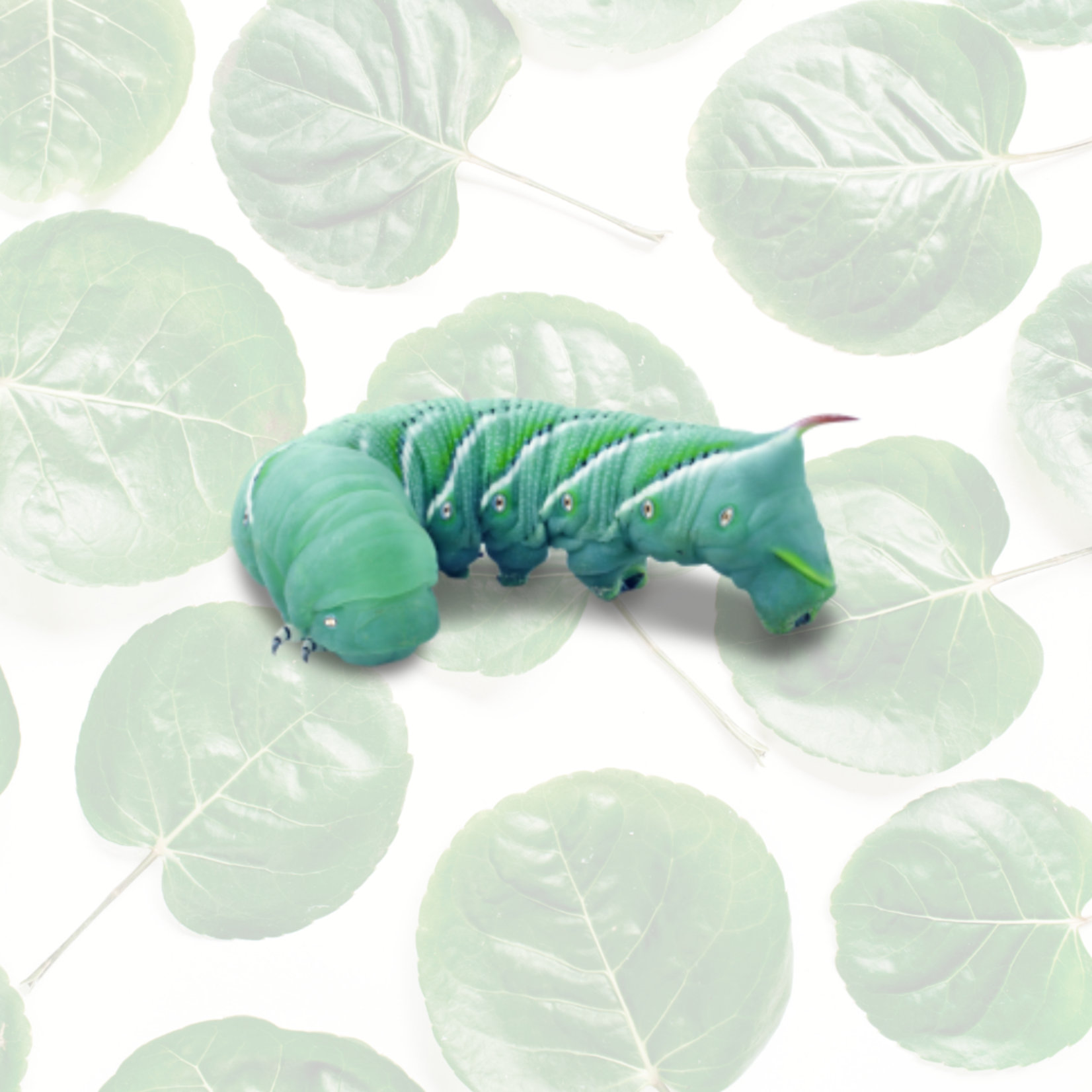 Live Hornworms