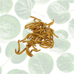 Live Mealworms