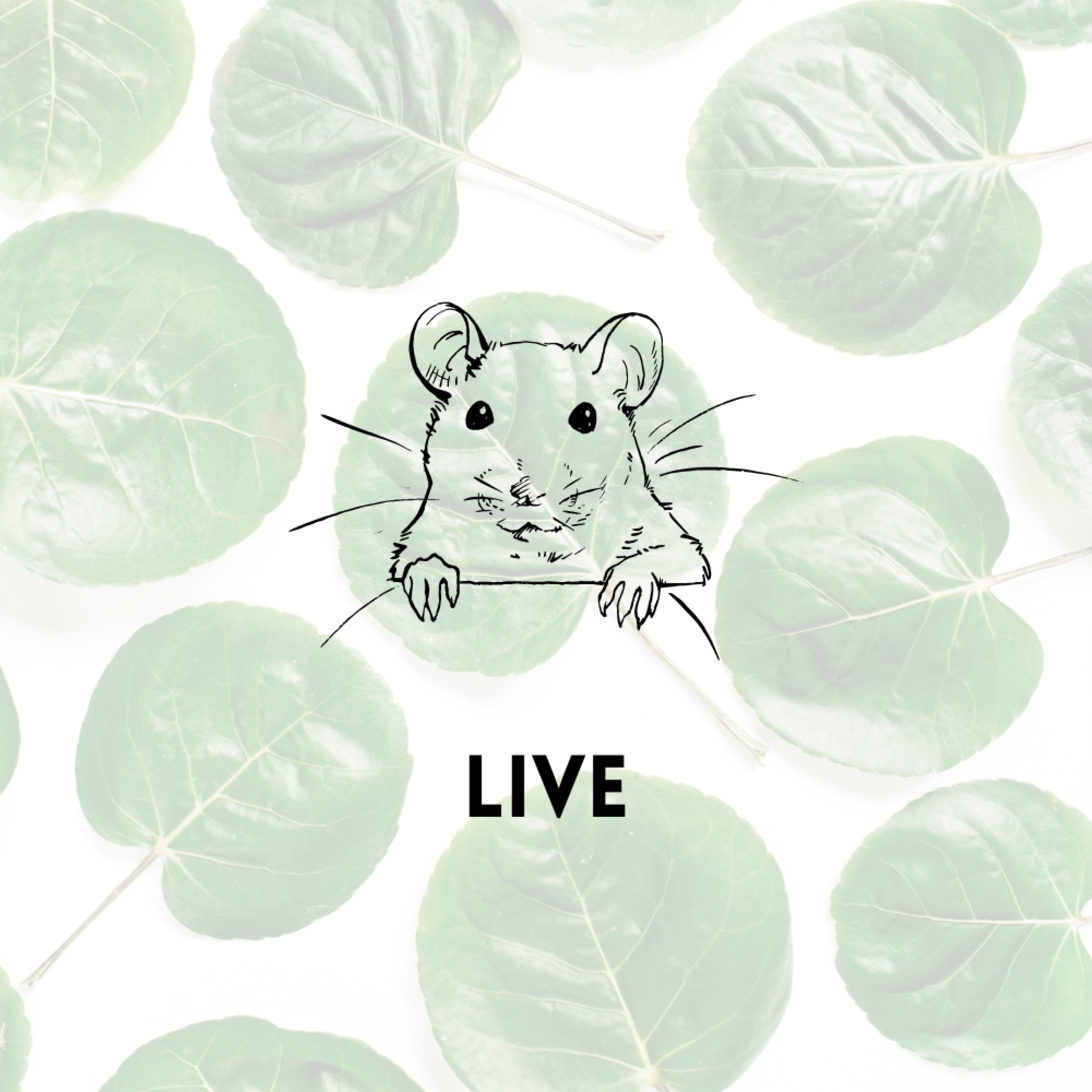 Live Feeder Mouse