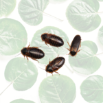 Live Dubia Roaches