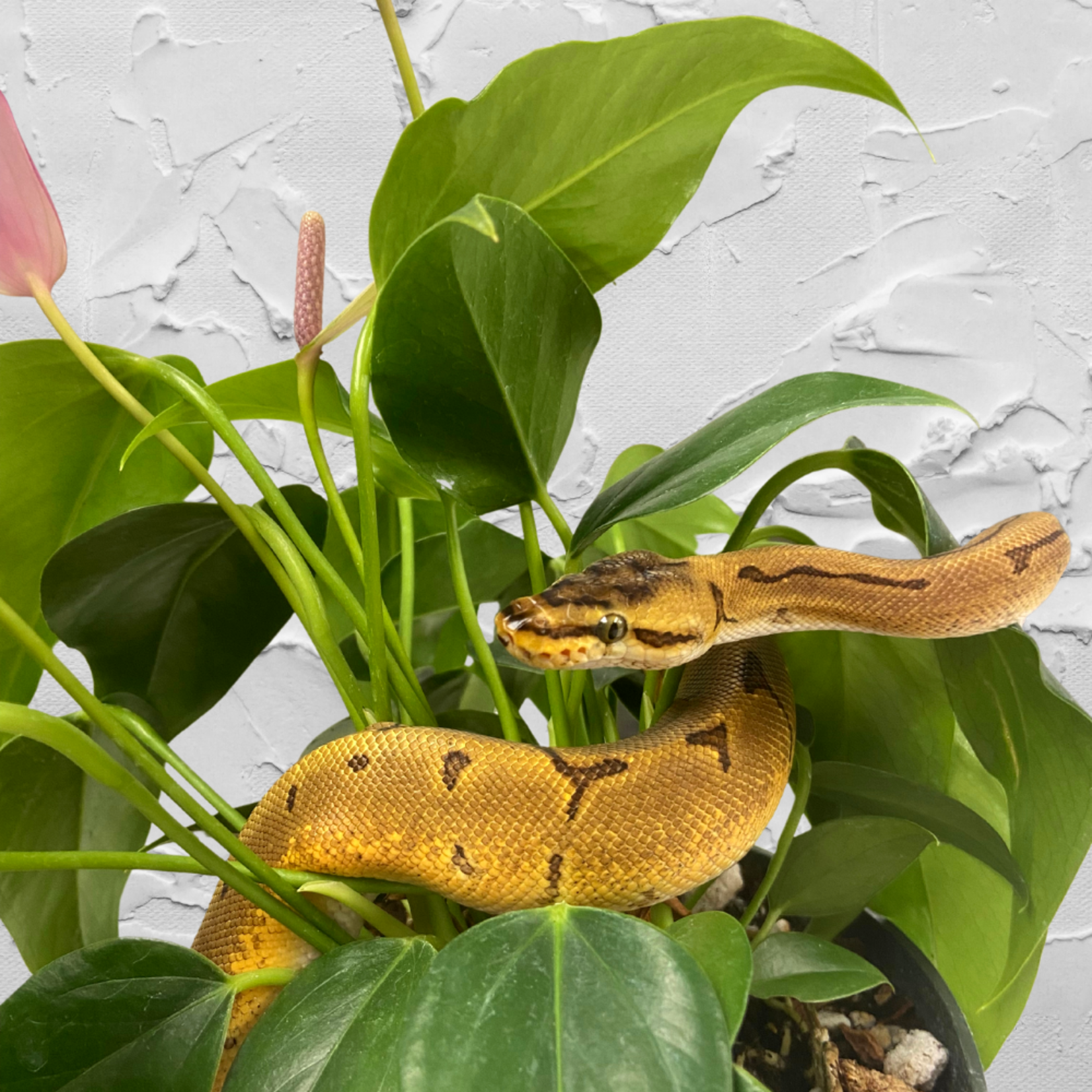 Baby Male Super Enchi Pinstripe Ball Python