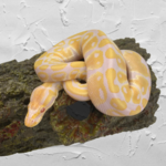 Baby Male High Contrast Albino Ball Python