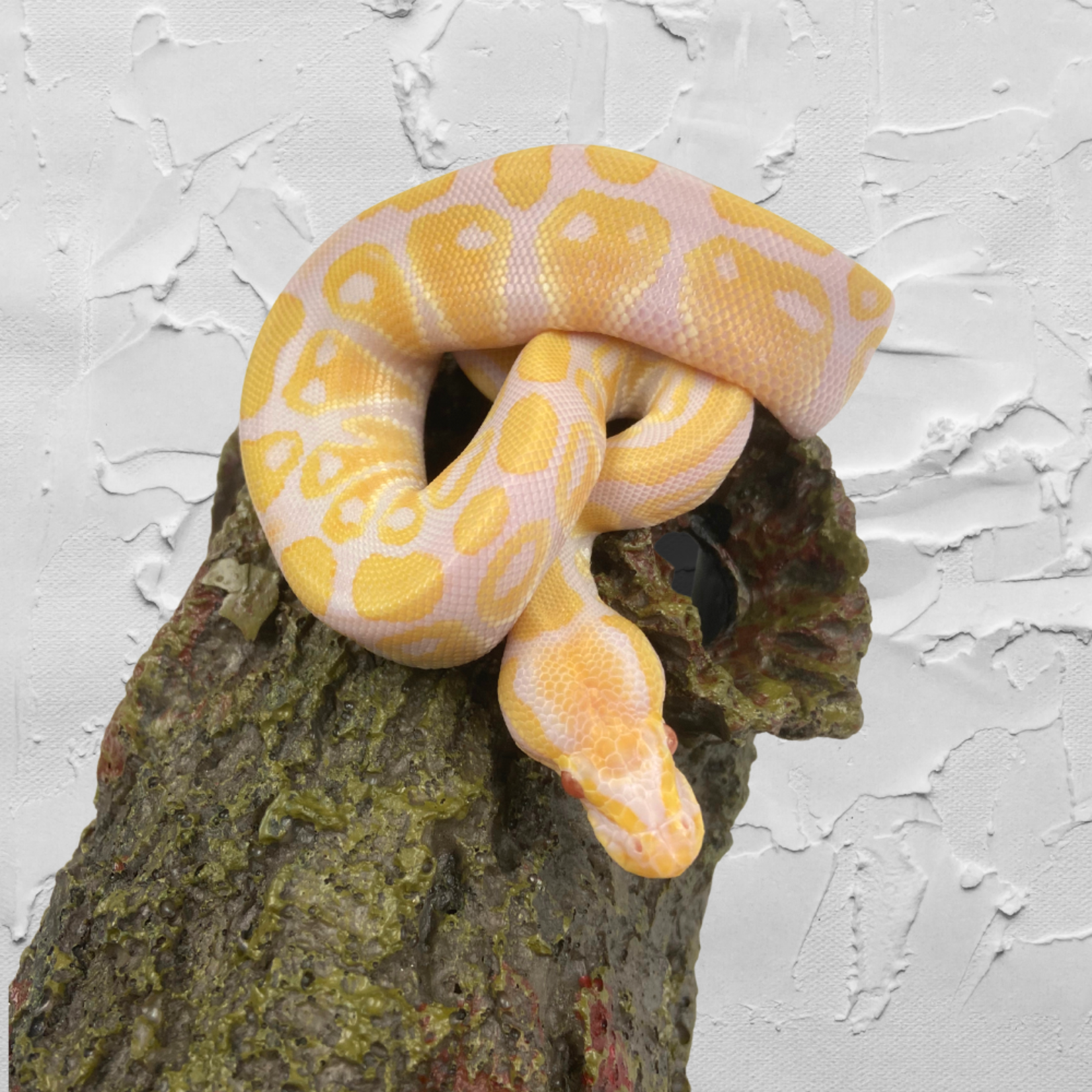 Baby Male High Contrast Albino Ball Python