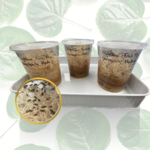 Flightless Fruit Flies