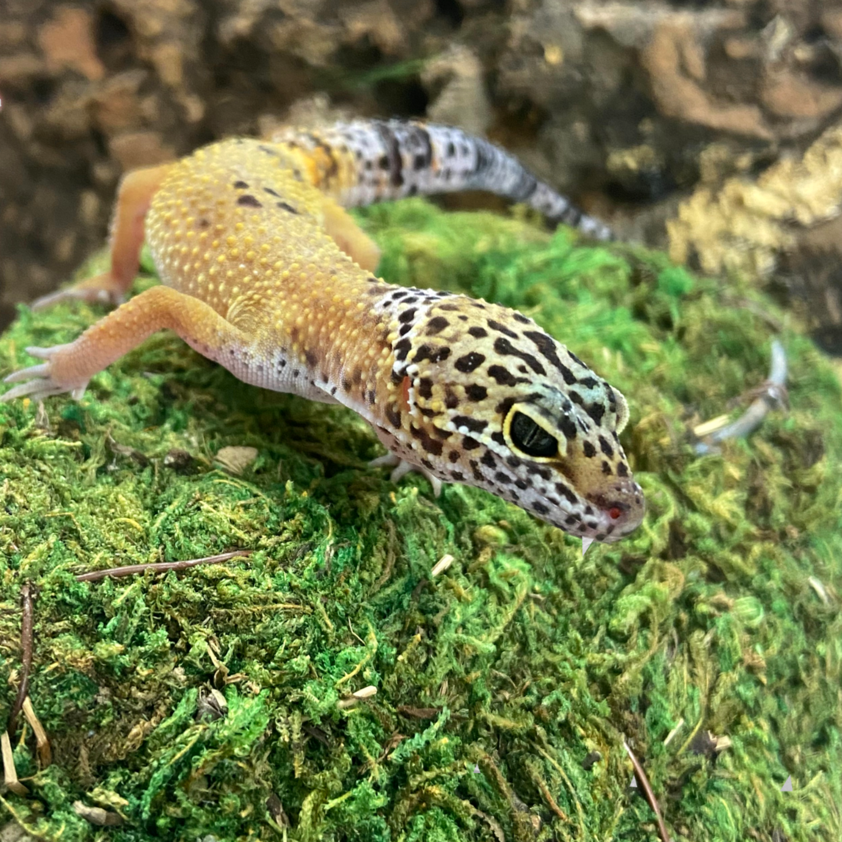 Juvenile Female Mack Snow Tangerine Leopard Gecko