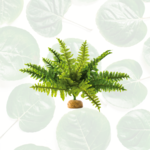 Exo Terra Rainforest Plant Boston Fern Medium