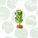 Exo Terra Desert Plant Jade Cactus