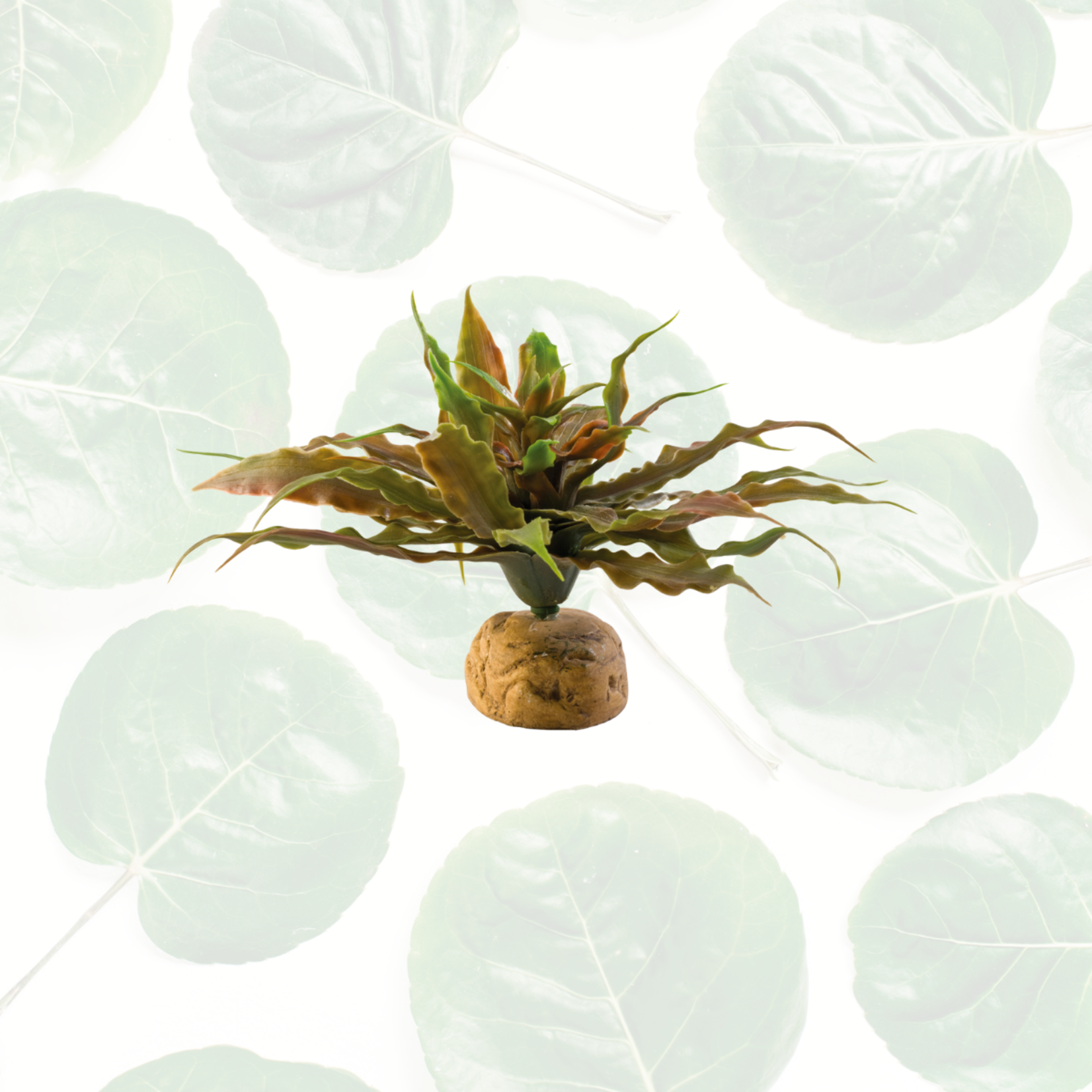 Exo Terra Desert Plant Star Cactus