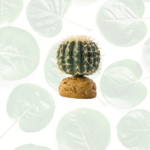 Exo Terra Desert Plant Barrel Cactus Small