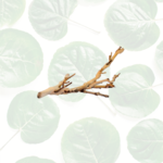 Exo Terra Forest Branch - Sandblasted Grapevine Small