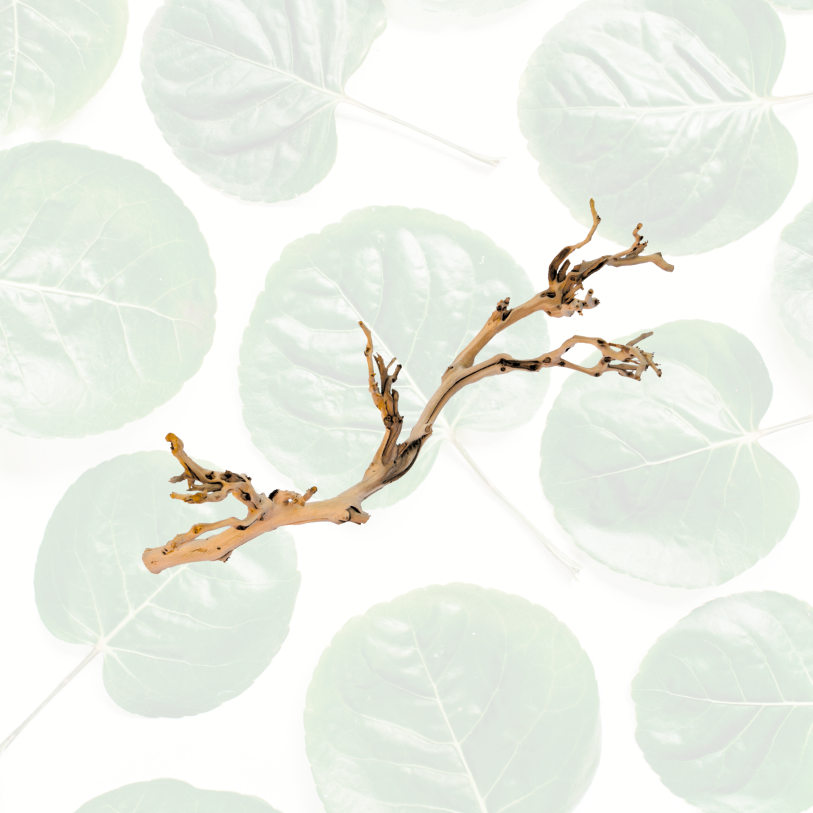Exo Terra Forest Branch - Sandblasted Grapevine Large
