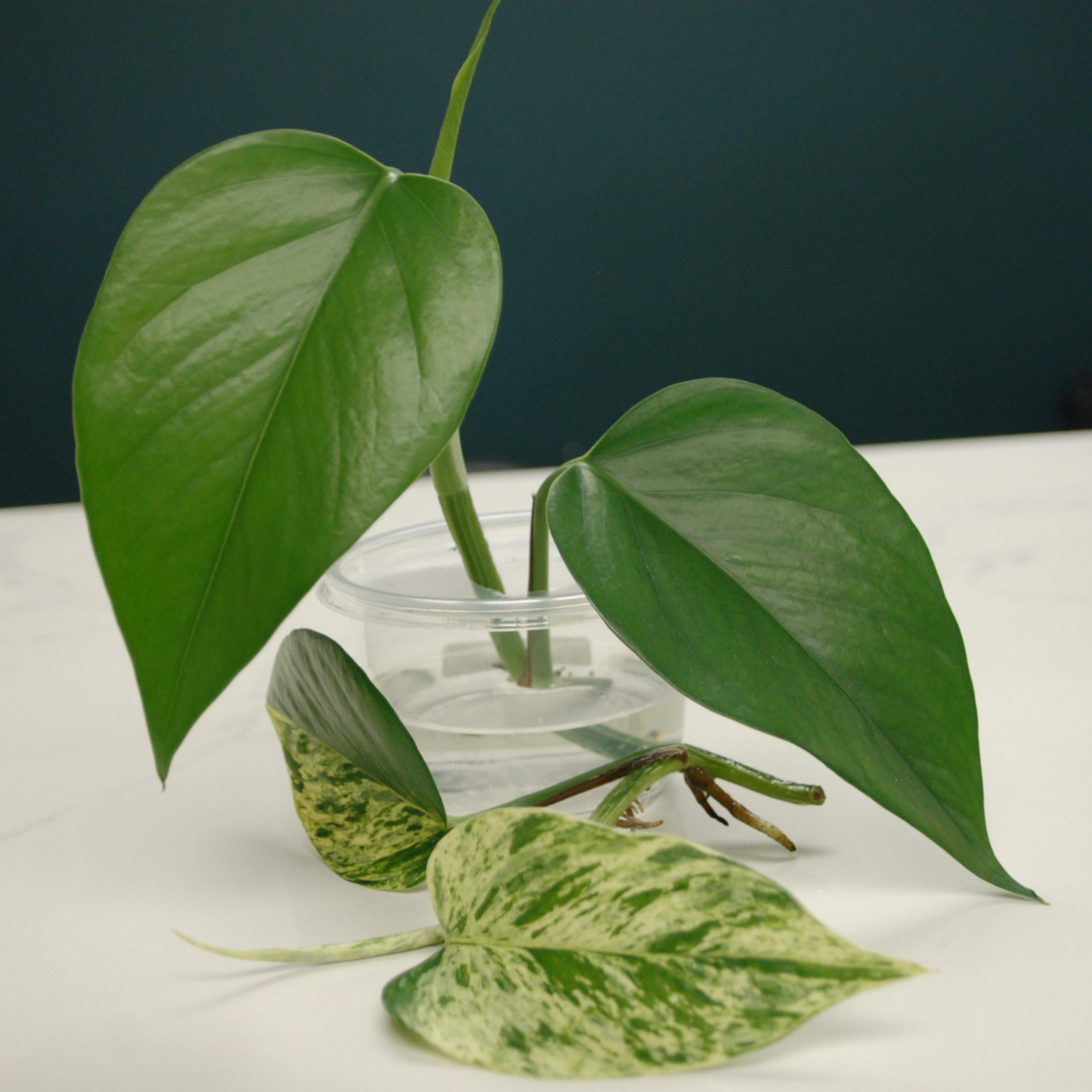 Living Plant for Bioactive Setup: Pothos "Devil's Ivy"