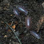 Bioactive Bug Kit Giant Canyon Isopods 10ct w/ Springtails