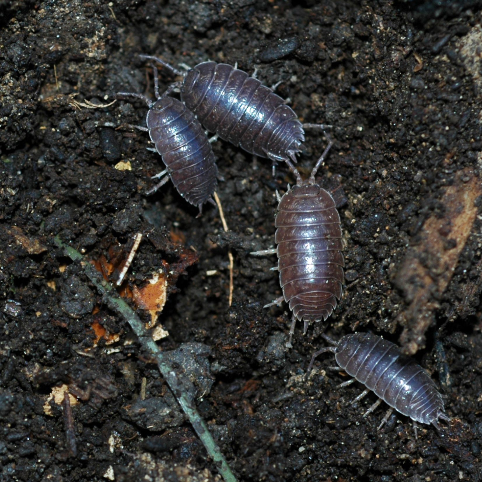 Bioactive Bug Kit Giant Canyon Isopods 10ct w/ Springtails