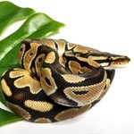 Baby Male Normal 50% Het Albino, 50% Het Pied Ball Python