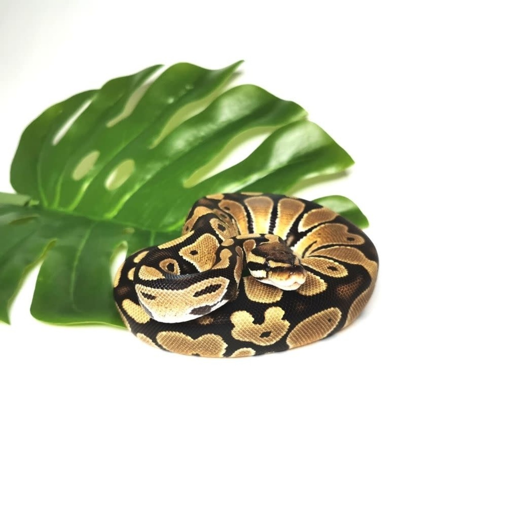 Baby Male Normal 50% Het Albino, 50% Het Pied Ball Python