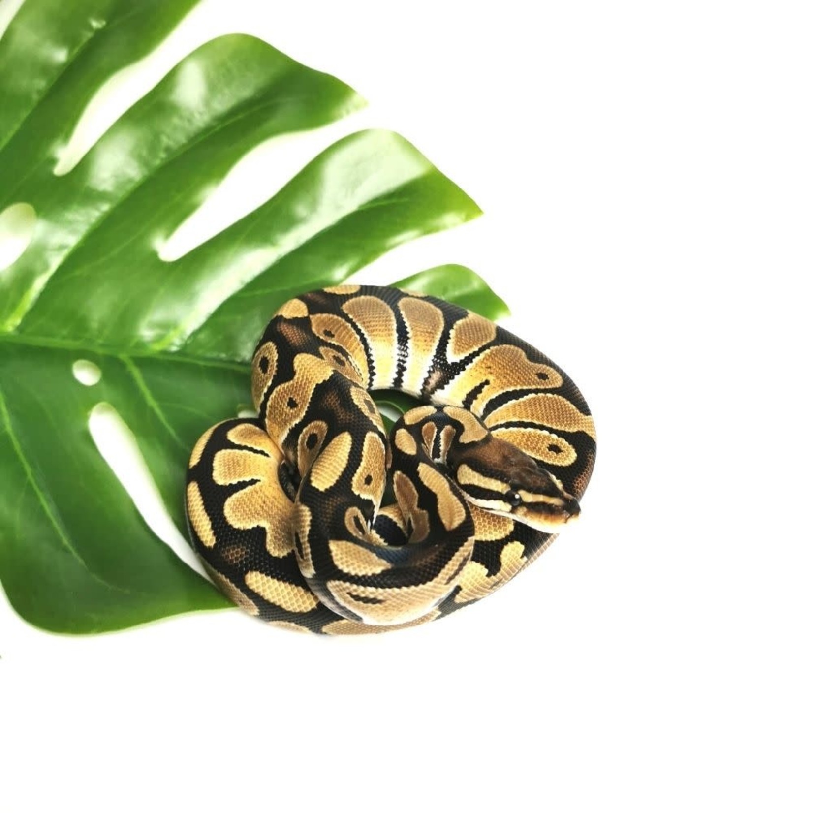 Baby Male Normal 50% Het Albino, 50% Het Pied Ball Python