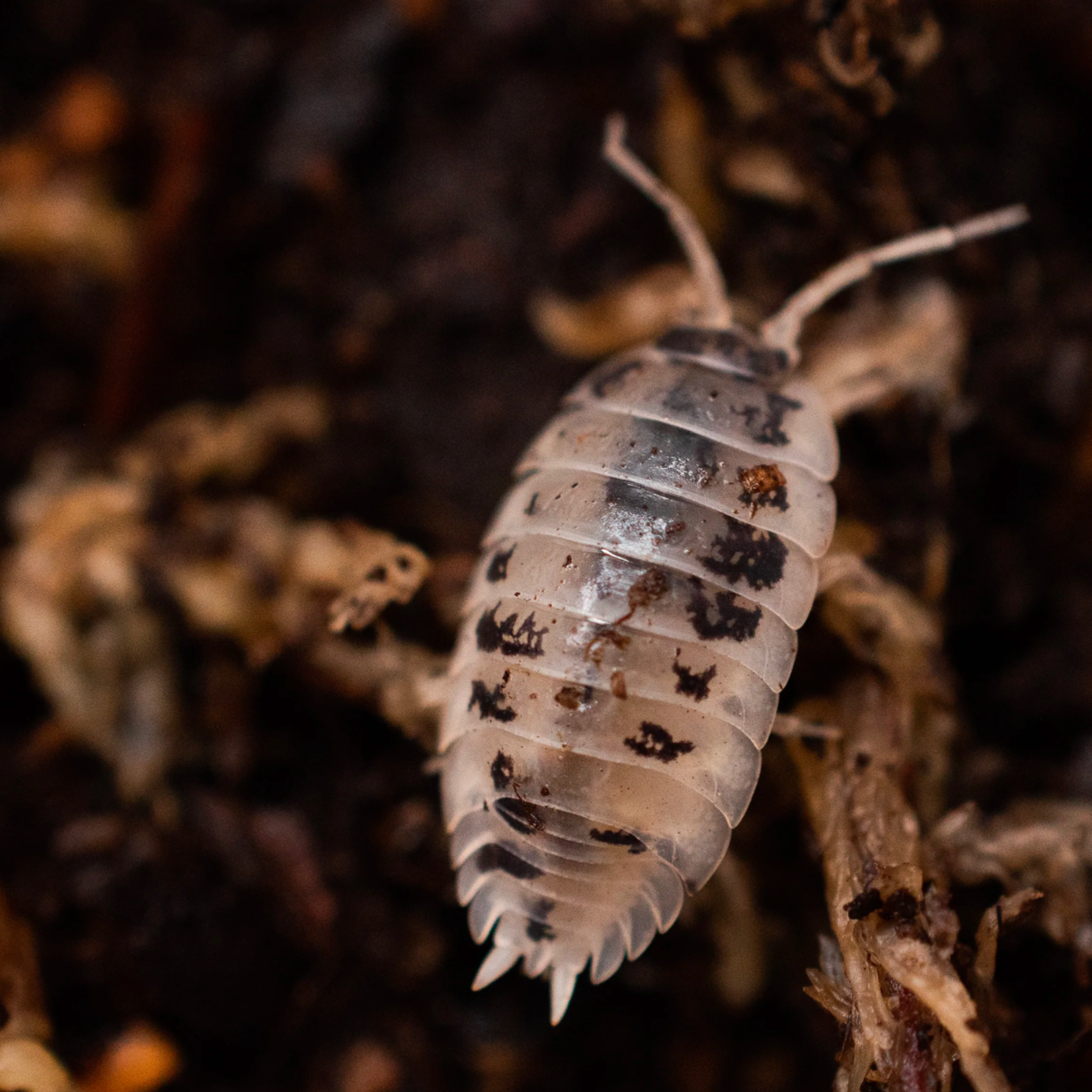 Bioactive Bug Kit Dairy Cow Isopods 12ct w/ Springtails