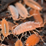 Bioactive Bug Kit Powder Orange Isopods 30ct w/ Springtails
