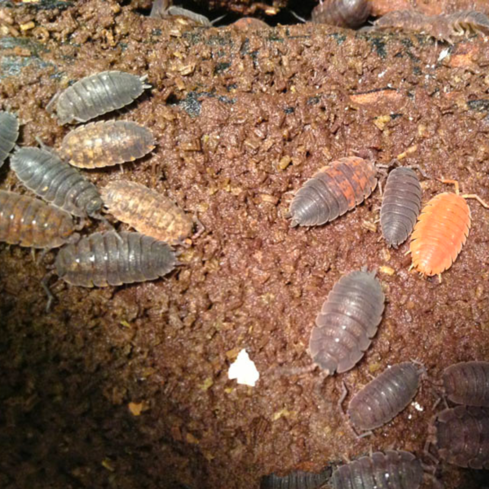 Bioactive Bug Kit Hybrid Isopods (Sow Bug & Powder Orange) 30ct w/ Springtails