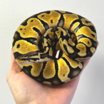 Juvenile Female Pastel Enchi Ball Python