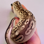 Baby Female Pastel Black Pastel Phantom Ball Python
