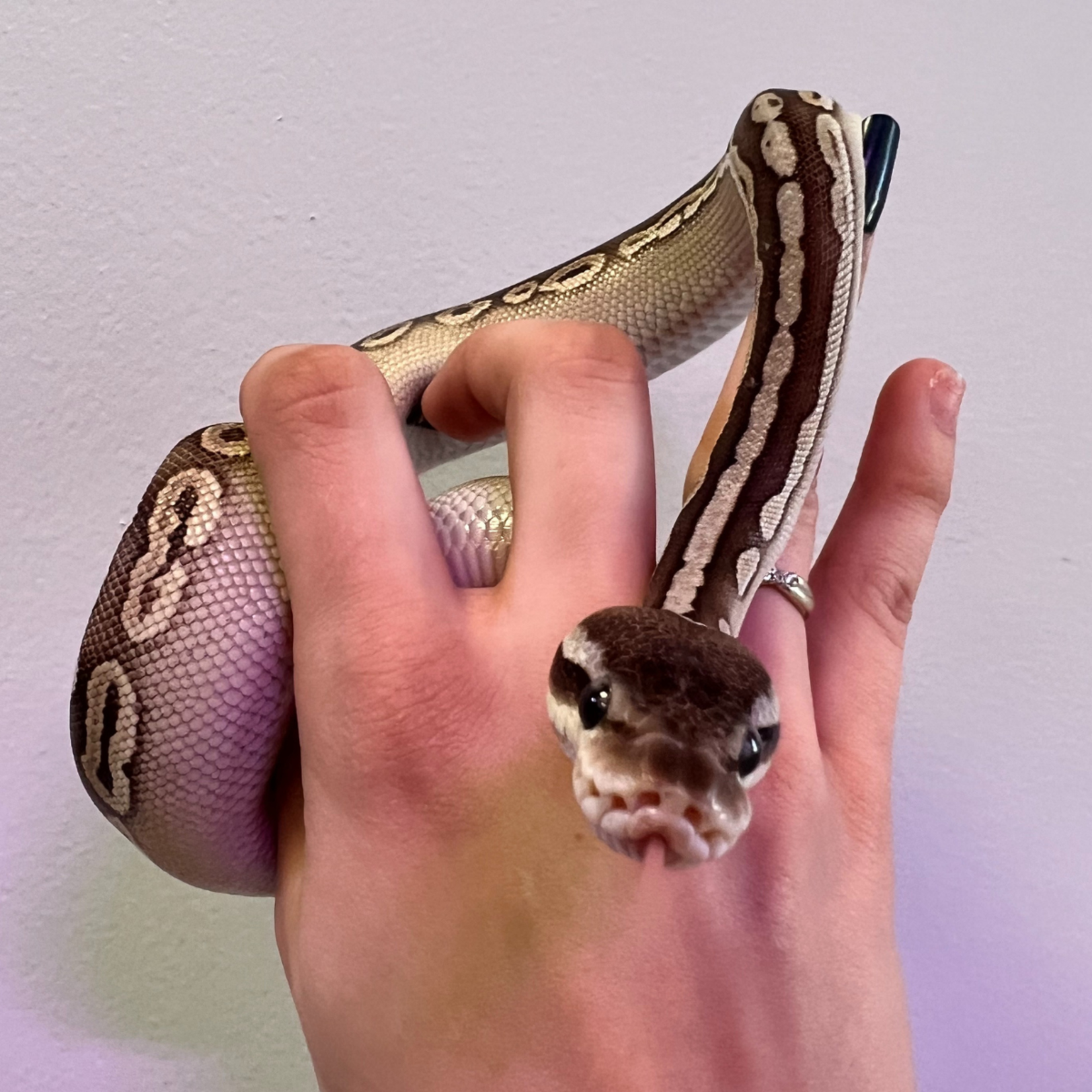 Baby Female Pastel Black Pastel Phantom Ball Python