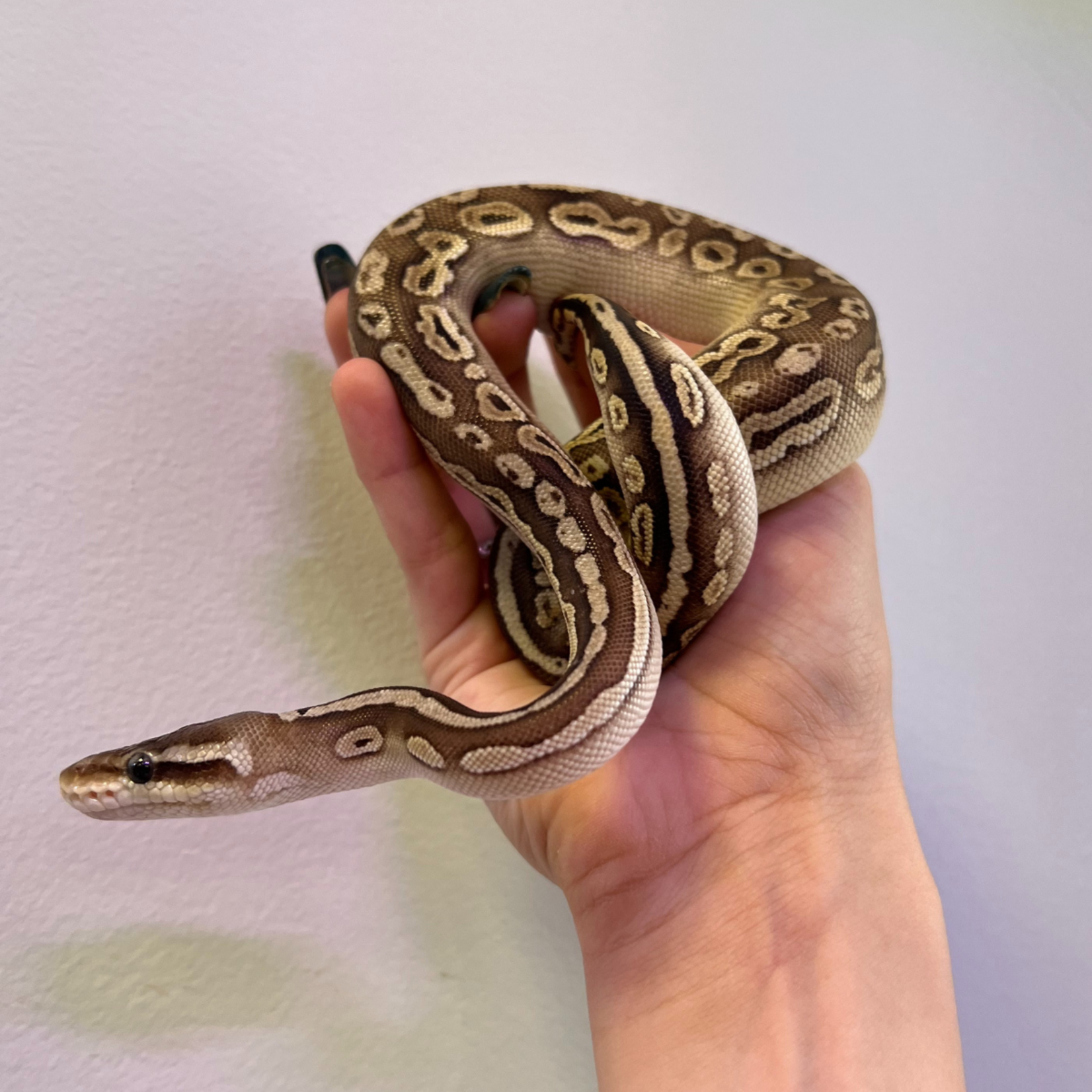Baby Female Pastel Black Pastel Phantom Ball Python