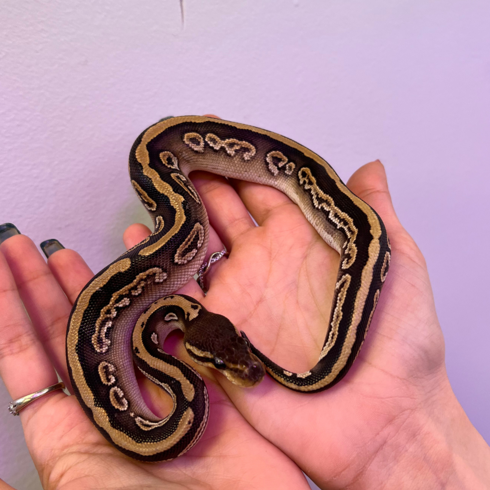 Baby Female Black Pastel Mojave Ball Python