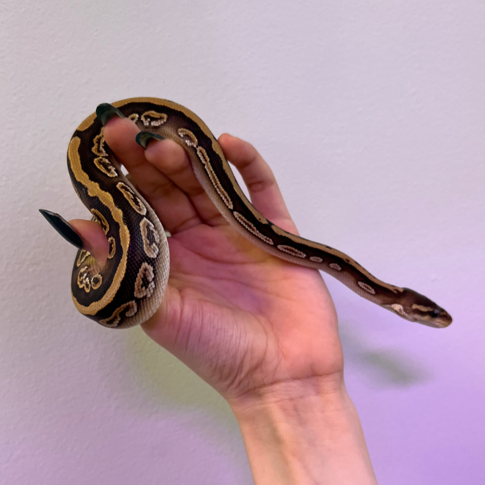 Baby Female Black Pastel Mojave Ball Python