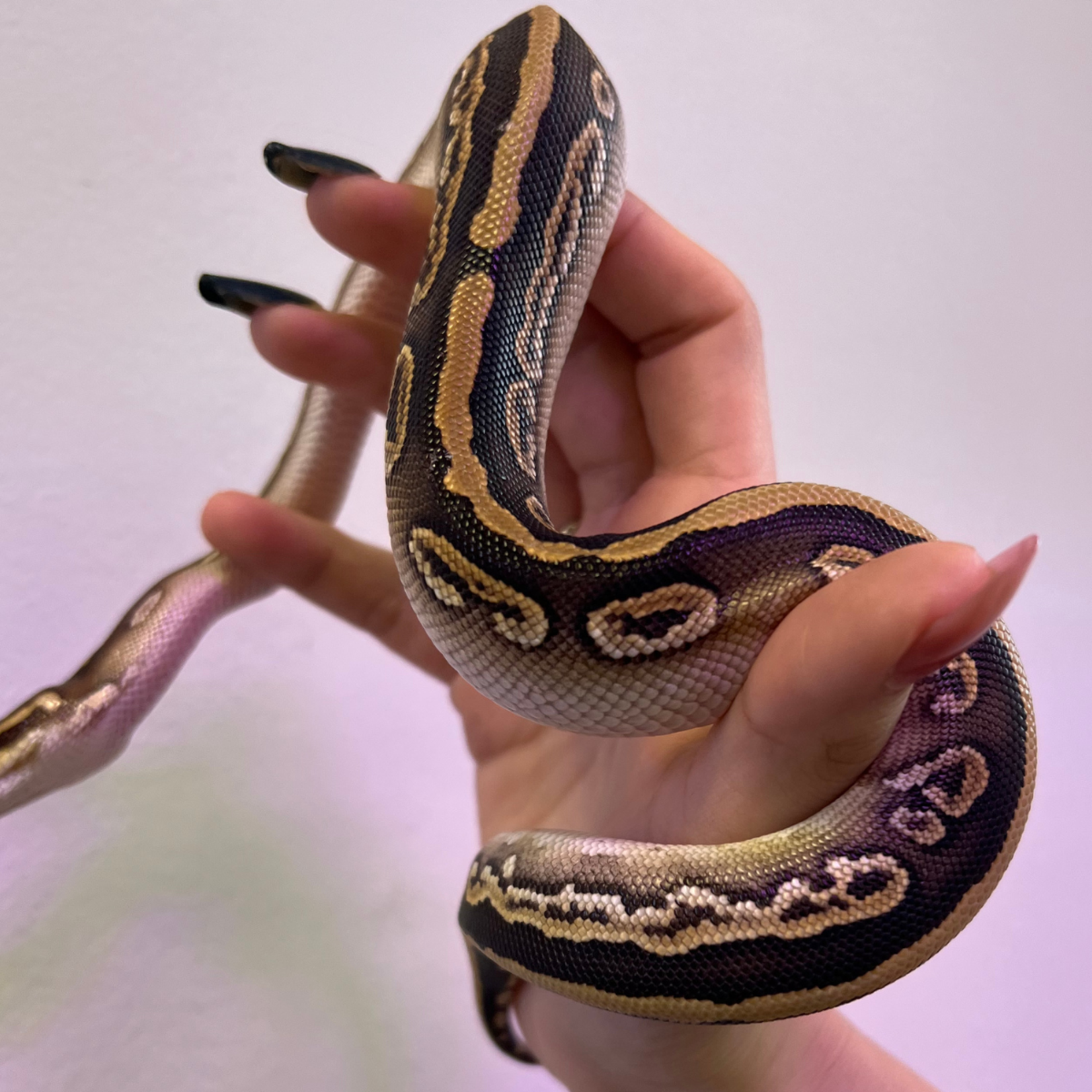 Baby Female Black Pastel Mojave Ball Python