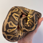 Adult Male Super Pastel Leopard Ball Python