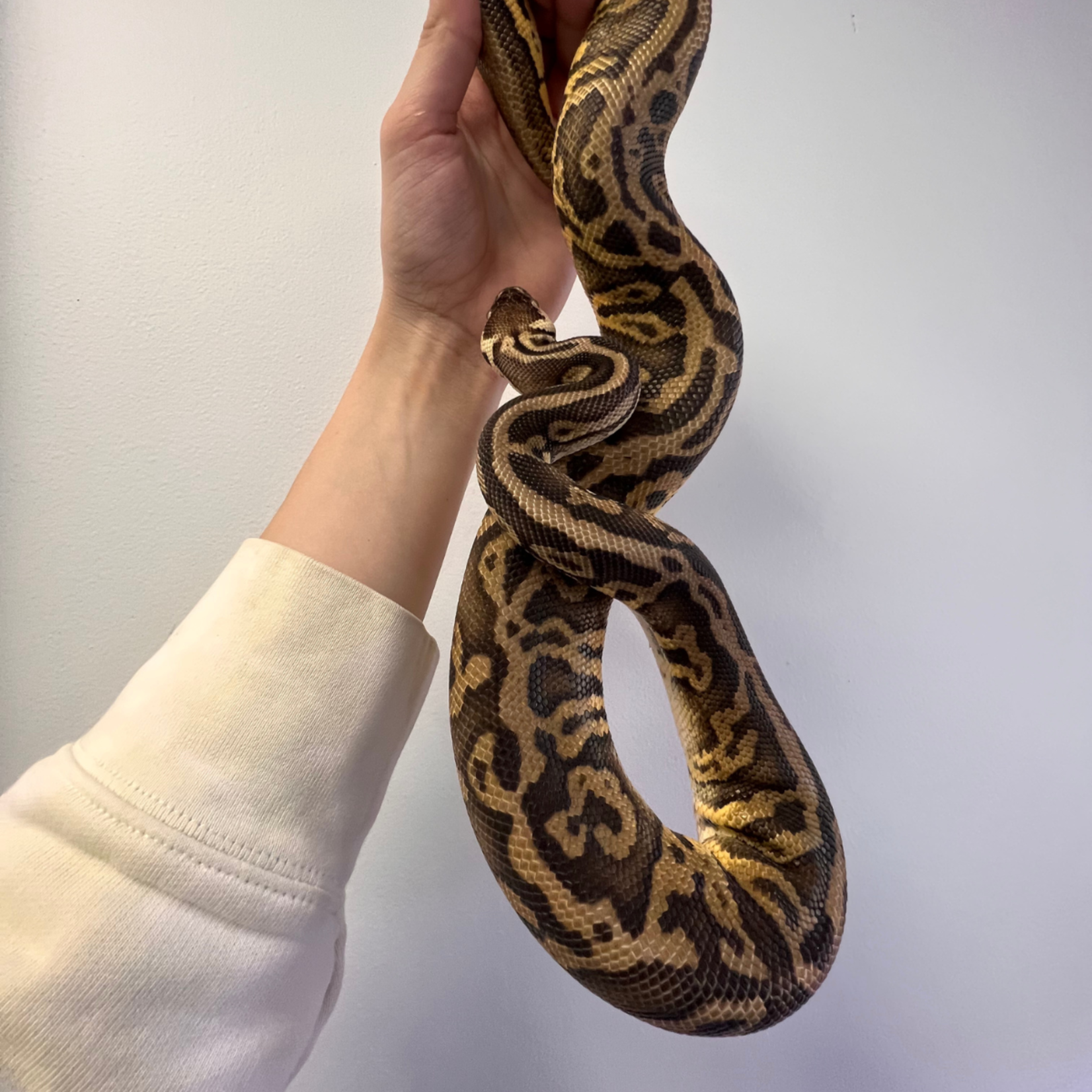 Adult Male Super Pastel Leopard Ball Python