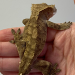 Baby Male Brindle Dalmatian Crested Gecko