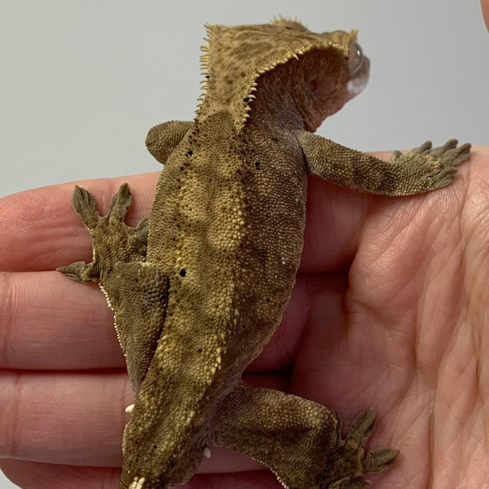 Baby Male Brindle Dalmatian Crested Gecko