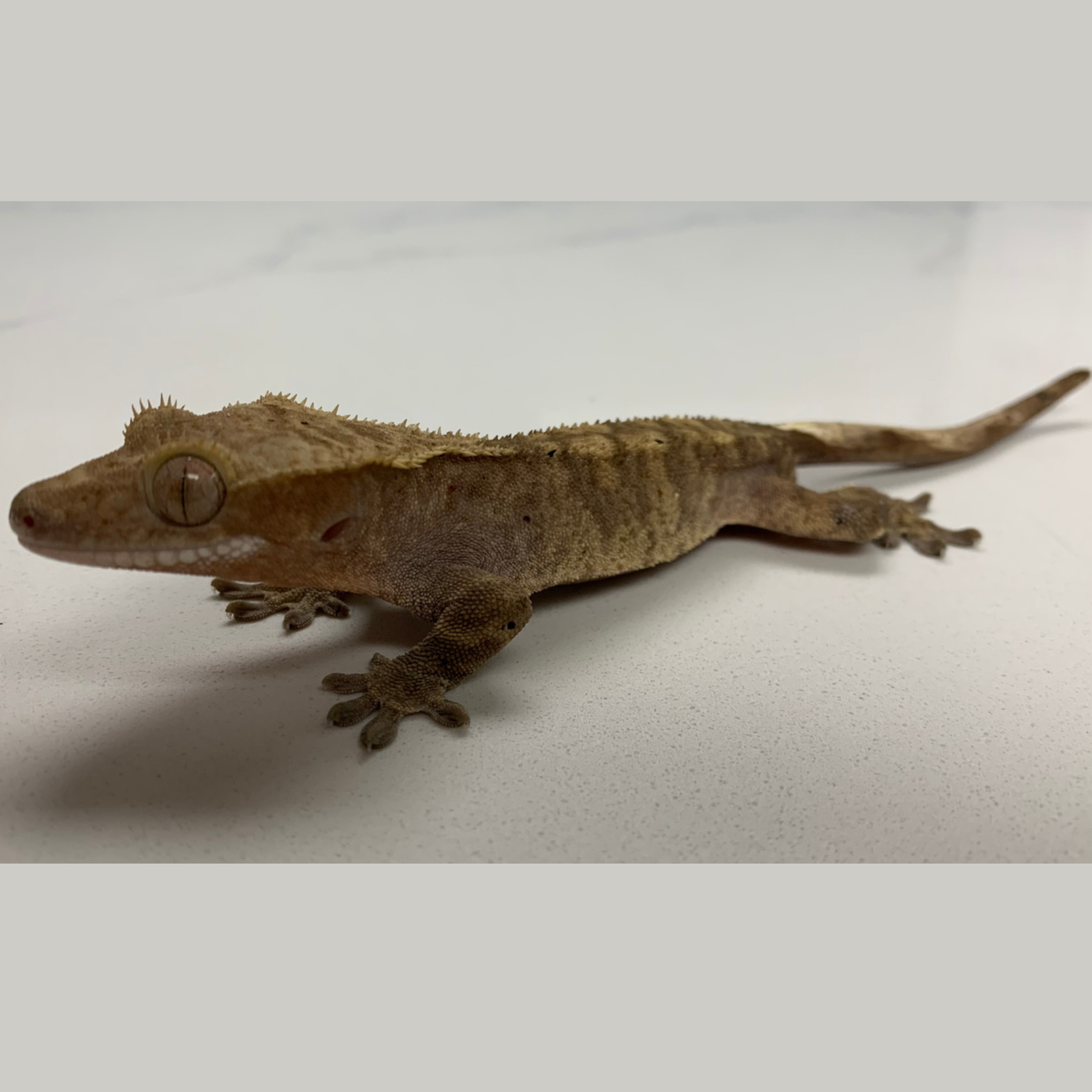 Baby Male Brindle Dalmatian Crested Gecko