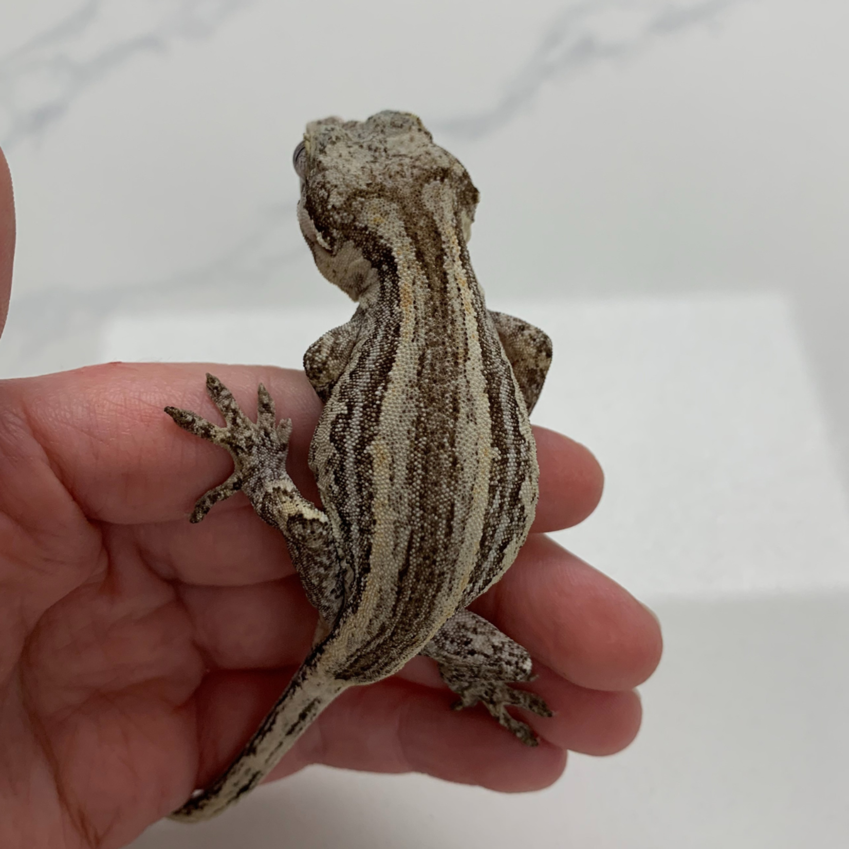 Female Yellow Gargoyle Gecko