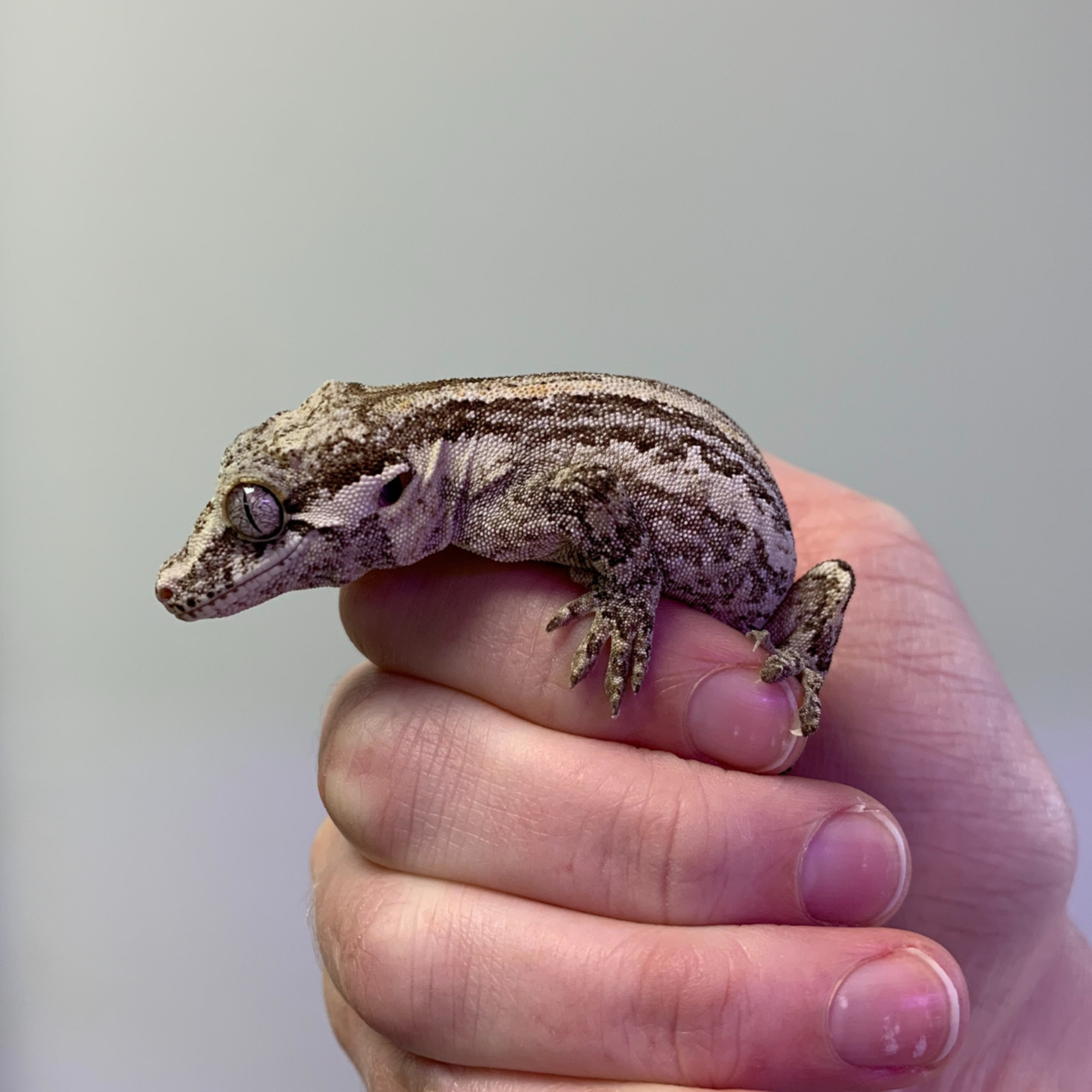 Female Yellow Gargoyle Gecko