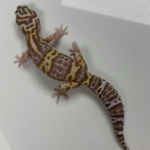Juvenile Male Mack Snow Albino Tremper Tangerine Leopard Gecko