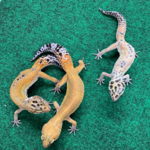 Baby Female Inferno Cross Tangerine Leopard Gecko - 3 Sisters