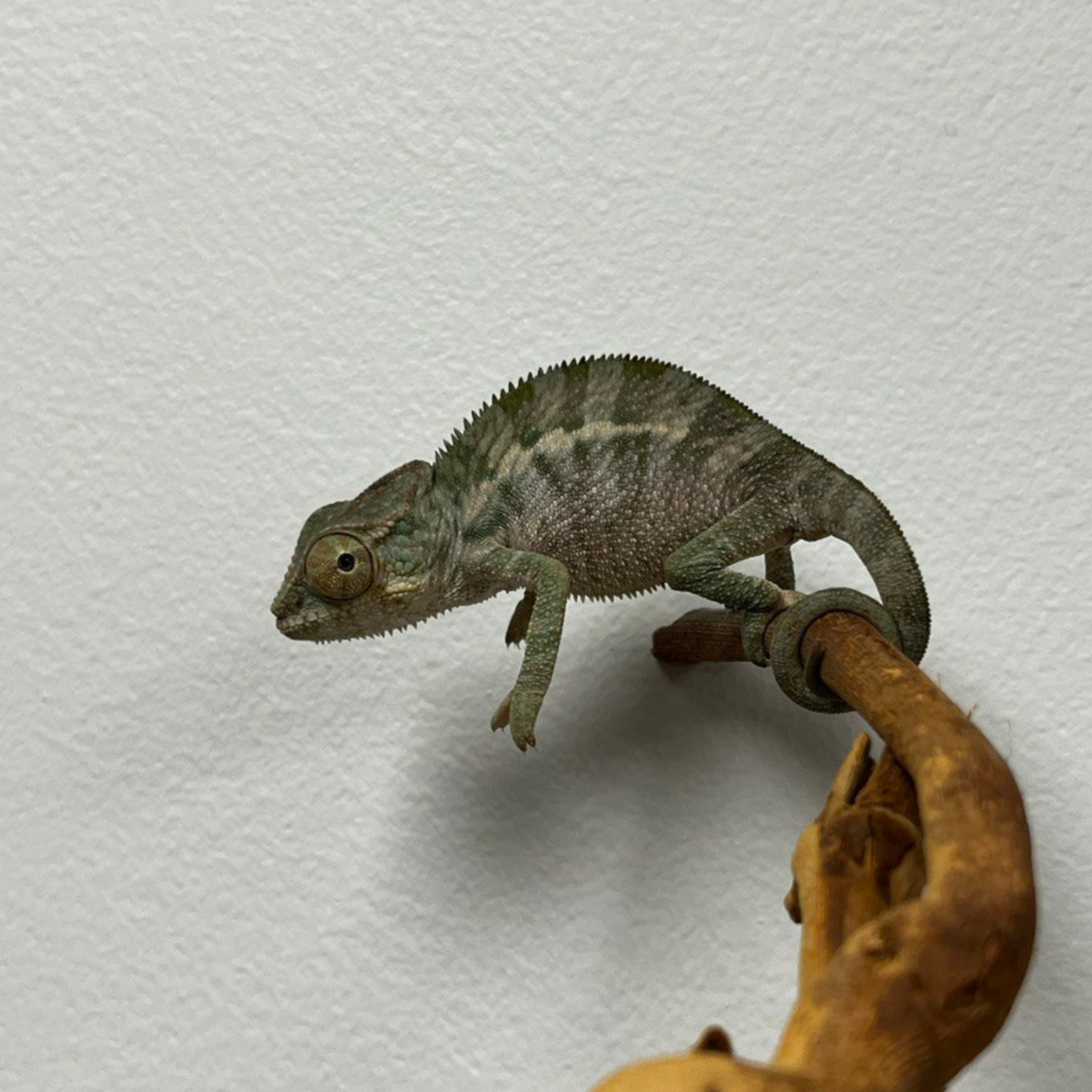 Baby Panther Chameleon