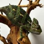 Female Veiled Chameleon