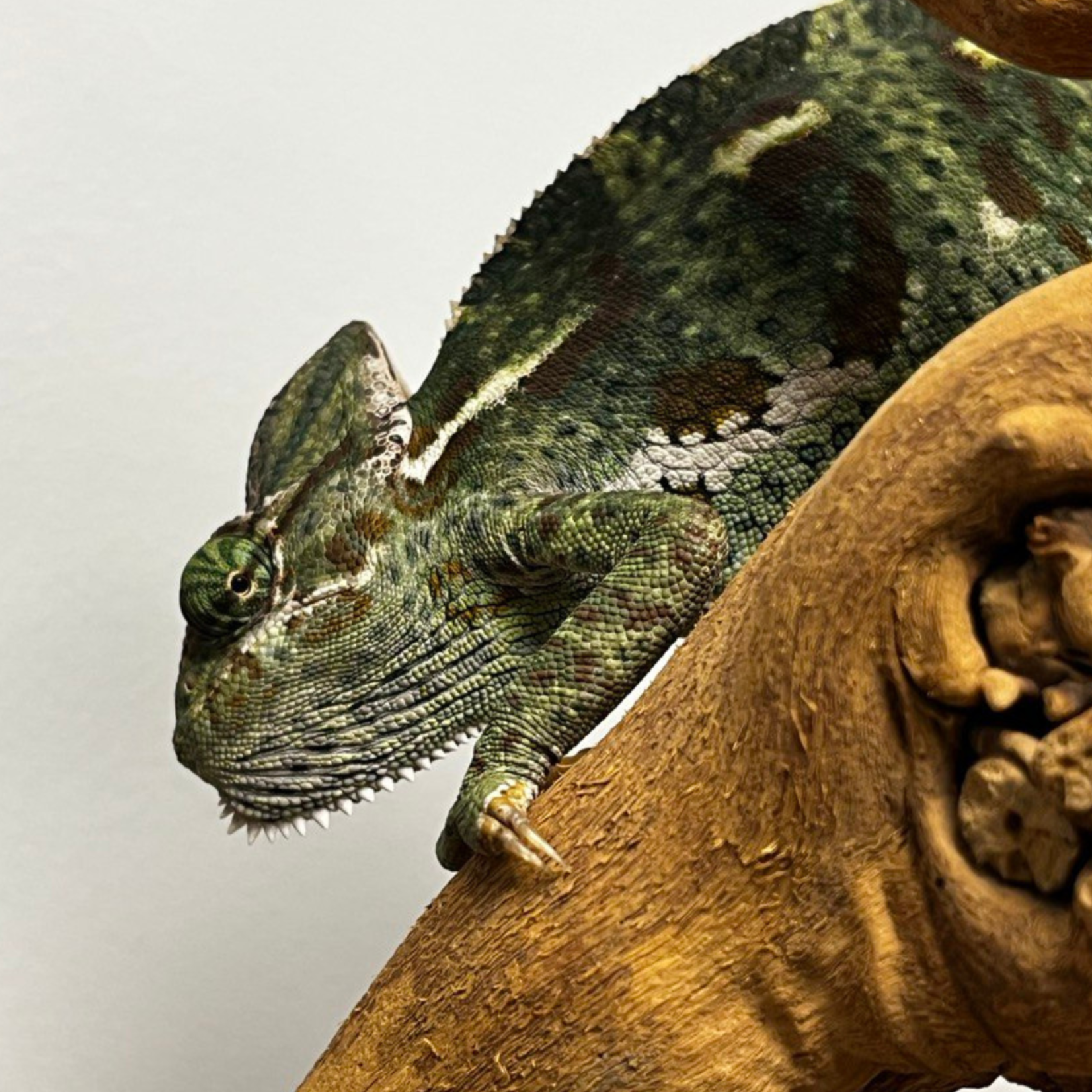 Female Veiled Chameleon