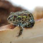 Baby African Giant Bullfrog