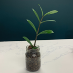 Living Plant for Bioactive Setup: Zamioculcas "ZZ Plant"