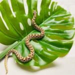 Baby Male Normal Het Lavender Hognose